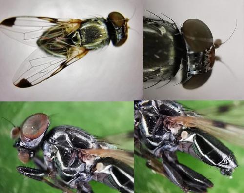 Euxesta notata